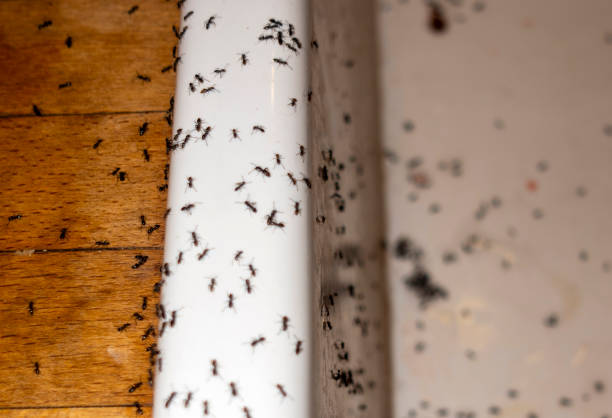 Best Rat Extermination Near Me  in Coquille, OR